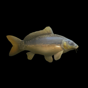 Glass (Leather) Carp 5cm X 10