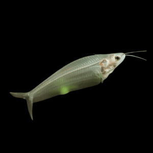 Glass Catfish (4 - 5 Cm)