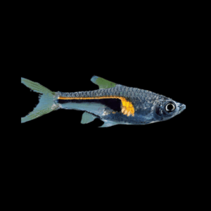Hengeli Rasbora (2 - 2,5 Cm)