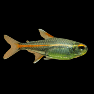 Glow Light Tetra (2 - 2,5 Cm)