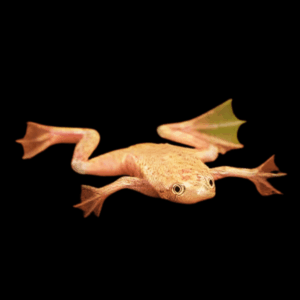 Golden African Dwarf Frog (2 Cm)