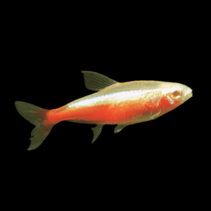 Gold Cardinal Tetra (2,5 - 3 Cm)