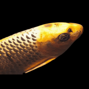 Assorted Gold Ghost Koi Carp Cyprinus Carpio - 10cm X 6