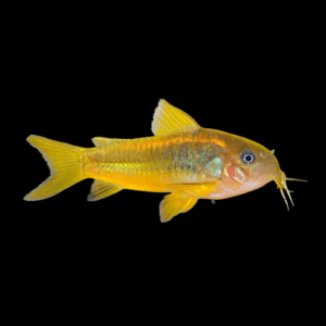 Gold Laser Corydoras Sp Cw010 (3 - 4 Cm)