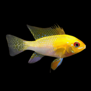 Golden Ram Dwarf Cichlid (3 - 3,5 Cm)