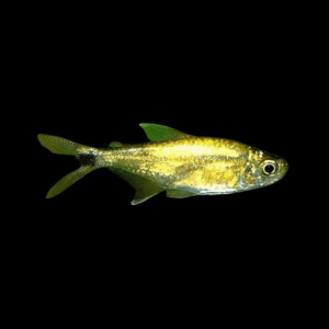 Wild Gold Tetra (1,8 - 2 Cm)