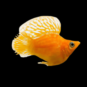 Gold Balloon Molly (2,5 - 3 Cm)