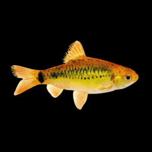 Golden Barb (2 Cm)