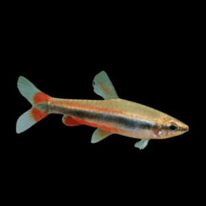 Beckford's Pencilfish (3 - 4 Cm)