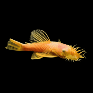 Marigold Bristlenose Pleco (2 - 2,5 Cm)