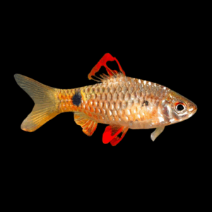 Golden Checkered Barb (3 - 3,5 Cm)