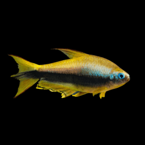 Golden Emperor Tetra (> 3 Cm)