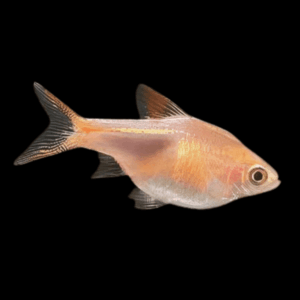 Gold Harlequin Rasbora (2,5 Cm)