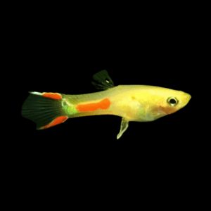 Male Golden Endler (2,5 Cm)