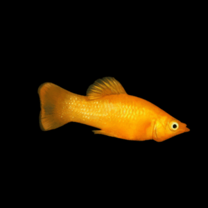 Golden Molly (3 - 4 Cm)