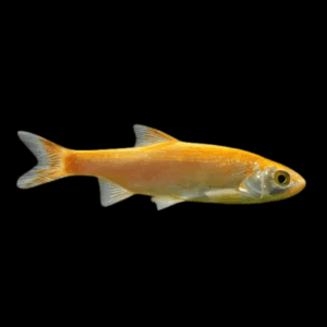 Golden Orfe Leuciscus Idus - 10cm X 10