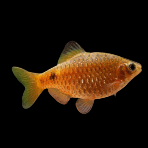 Golden Rosy Barb (> 4,5 Cm)