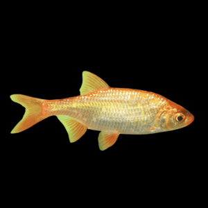 Golden Rudd Scardinius Erythrophthalmus 10cm X 6