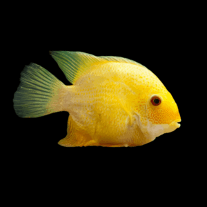 Golden Severum (2 - 2,5 Cm)