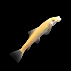 Gold Sucking Loach (4 Cm)