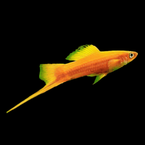 Marigold Ada Swordtail (4 - 5 Cm)