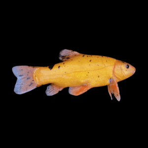 Golden Tench Doctor Fish Tinca Tinca 10cm X 6