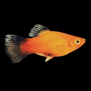 Golden Wag Platy (3 - 4 Cm)