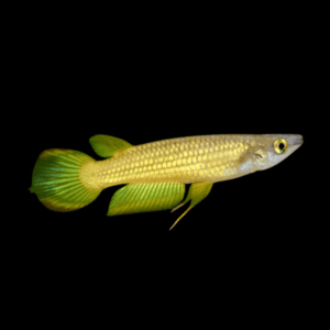 Panchax Golden Wonder Killifish (4 - 5 Cm)