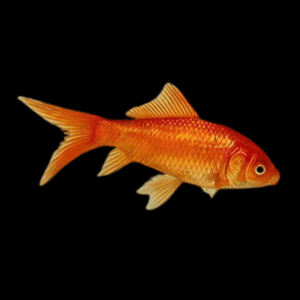Goldfish Red Carassius Auratus - 10cm X 10