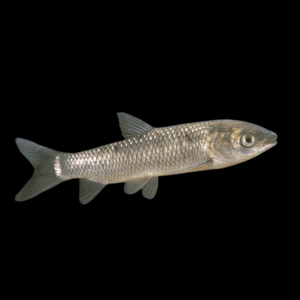 Grass Carp Ctenopharyngodon Idella - 10cm X 10