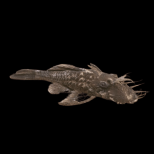 Green Dragon Bristlenose Pleco (2,5 - 3 Cm)