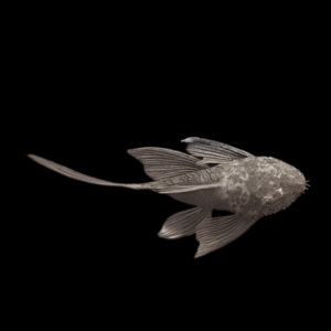 Green Dragon Bristlenose Pleco Longfin (2,5 - 3 Cm)