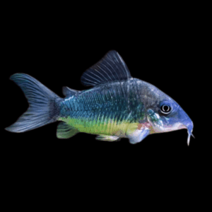 Emerald Corydoras (2,5 - 3 Cm)