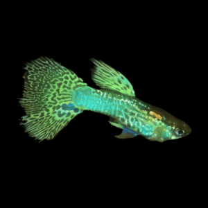 Male Cobra Green Guppy (3 - 4 Cm)