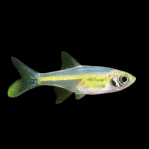 Neon Green Rasbora (1 - 2 Cm)