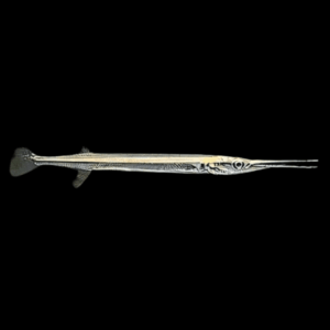 Needle Fish (10 - 14 Cm)