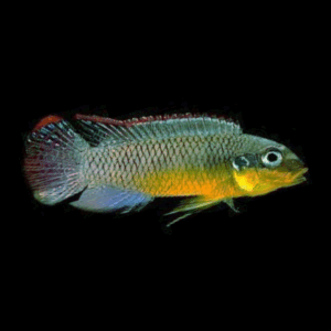 Green Nigerian Kribensis (4 - 5 Cm)