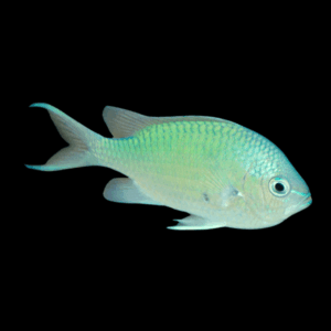 Blue Green Chromis Damselfish - M