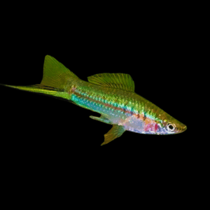 Green Swordtail Xiphophorus Hellerii (4 - 5 Cm)