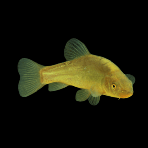 Tench Doctor Fish Tinca Tinca 10cm X 10