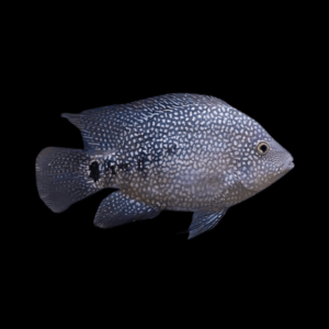 Green Texas Cichlid (3 - 4 Cm)