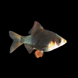 Green Tiger Barb (1,8 - 2,5 Cm)