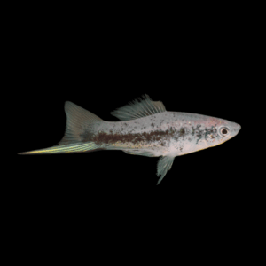 Green Tuxedo Swordtail (5 - 6 Cm)
