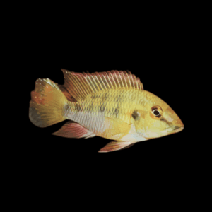 Guenther'S Mouthbrooder Tilapia (6 - 8 Cm)