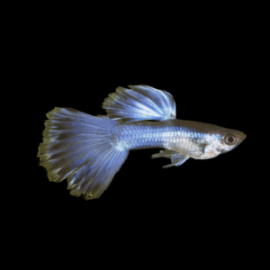 Male Blue Turquoise Guppy (3 - 4 Cm)