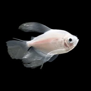 Albino Black Widow Tetra Long Fin (> 3 Cm)