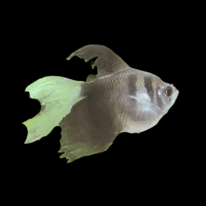 Black Widow Tetra Long Fin (3 - 4,5 Cm)