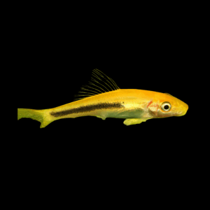 Black And Gold Sucking Loach (4 Cm)