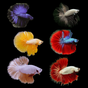 Assorted Half Moon Dragon Male Fighting Fish (Xl)