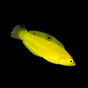 Canary Wrasse - M